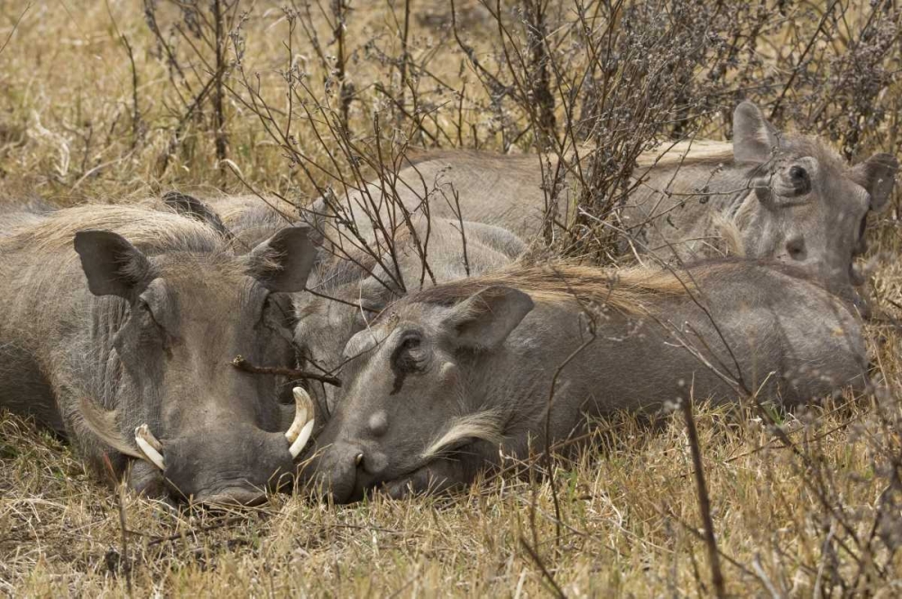 Tanzania, Ngorongoro Warthog family sleeping art print by Dennis Kirkland for $57.95 CAD