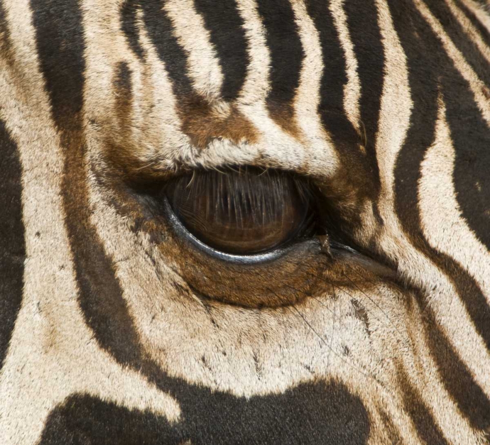 Tanzania, Tarangire NP Eye of a common zebra art print by Dennis Kirkland for $57.95 CAD