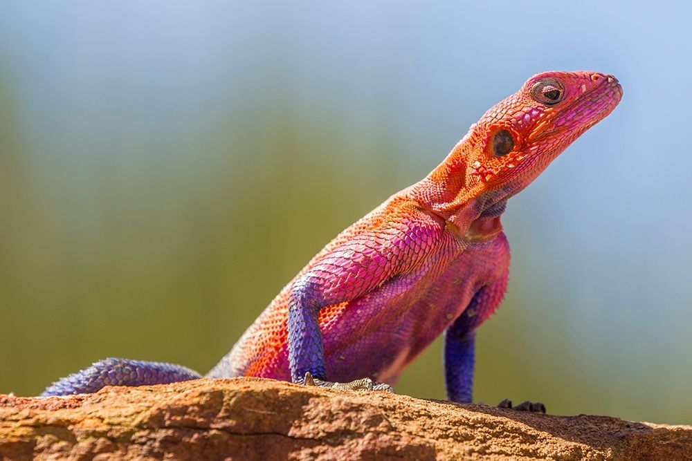 Africa-Tanzania-Serengeti National Park Agama lizard close-up  art print by Jaynes Gallery for $57.95 CAD