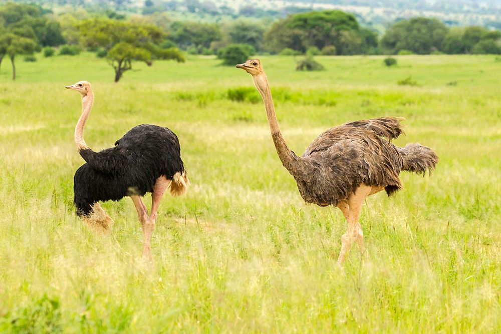 Africa-Tanzania-Tarangire National Park Ostrich male and female close-up  art print by Jaynes Gallery for $57.95 CAD