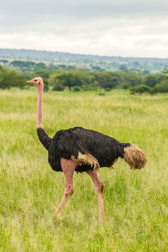 Africa-Tanzania-Tarangire National Park Ostrich male close-up  art print by Jaynes Gallery for $57.95 CAD