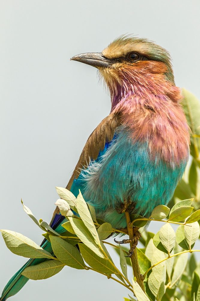 Africa-Tanzania-Tarangire National Park Lilac-breasted roller close-up  art print by Jaynes Gallery for $57.95 CAD