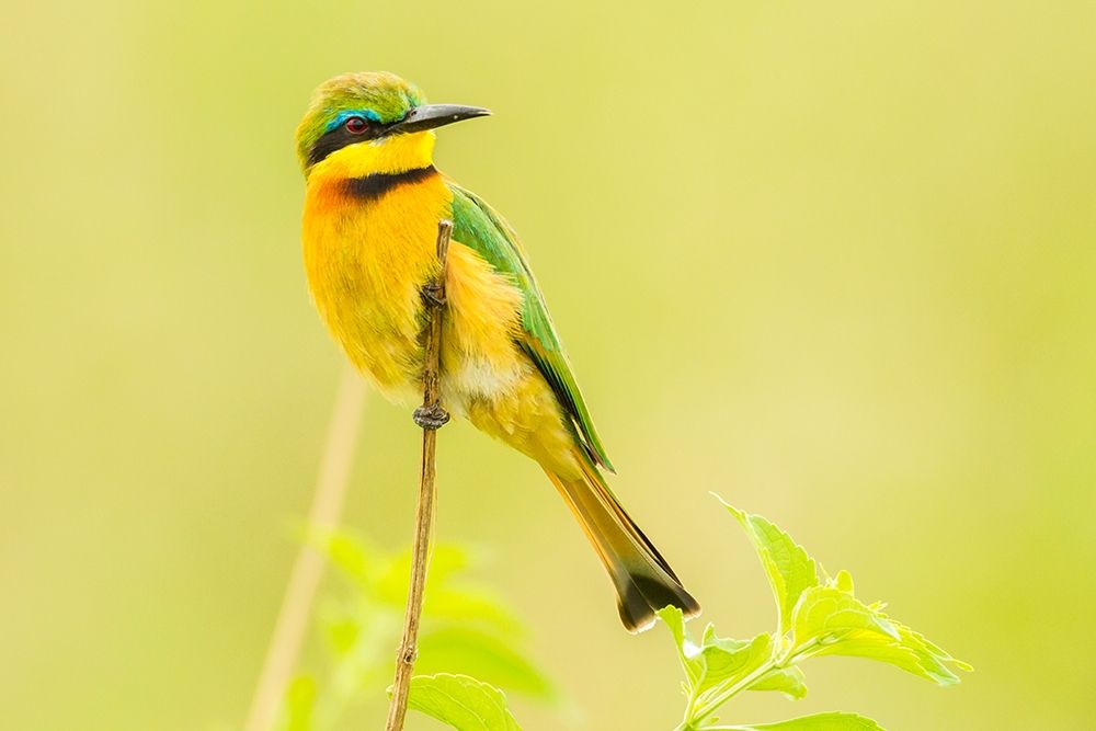 Africa-Tanzania-Tarangire National Park Little bee eater close-up  art print by Jaynes Gallery for $57.95 CAD