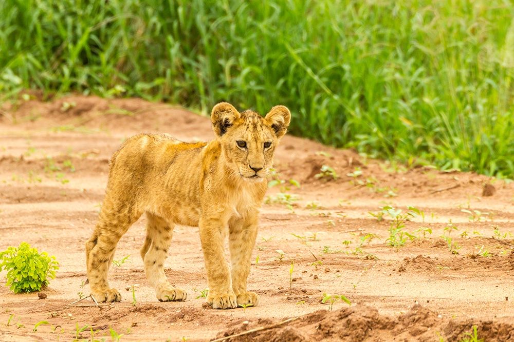 Africa-Tanzania-Tarangire National Park Lion cub close-up art print by Jaynes Gallery for $57.95 CAD