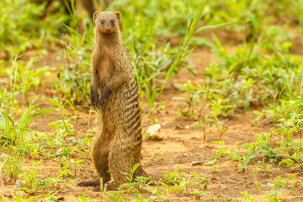 Africa-Tanzania-Tarangire National Park Banded mongoose close-up art print by Jaynes Gallery for $57.95 CAD