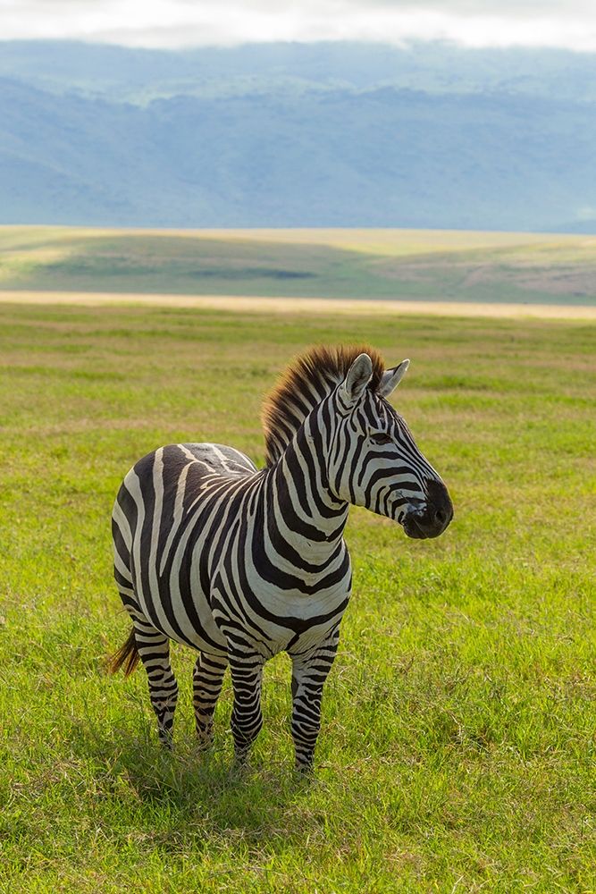 Africa-Tanzania-Ngorongoro Crater Plains zebra in field  art print by Jaynes Gallery for $57.95 CAD