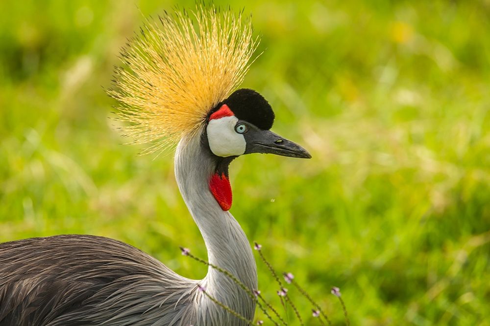 Africa-Tanzania-Ngorongoro Crater Crowned crane bird close-up art print by Jaynes Gallery for $57.95 CAD