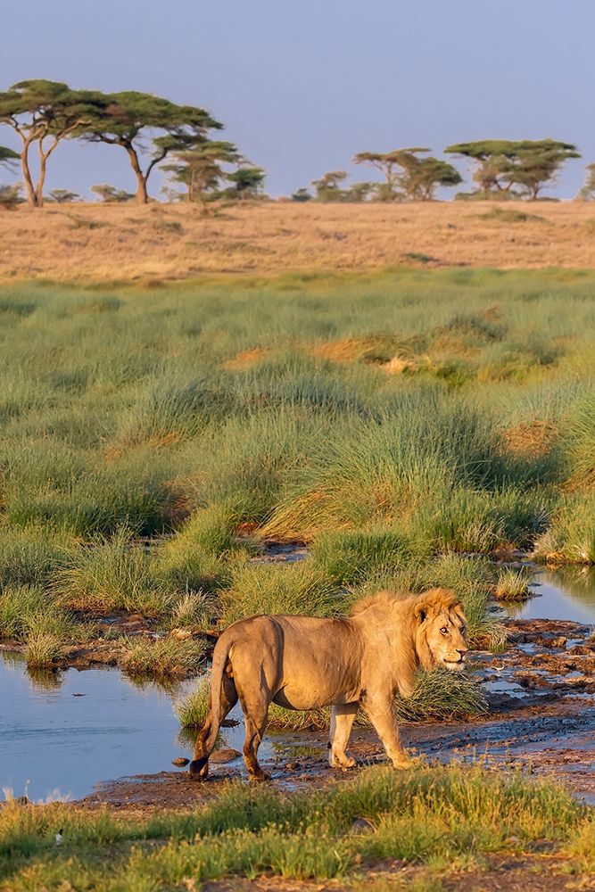 Africa-Tanzania-Serengeti National Park Male lion and water art print by Jaynes Gallery for $57.95 CAD