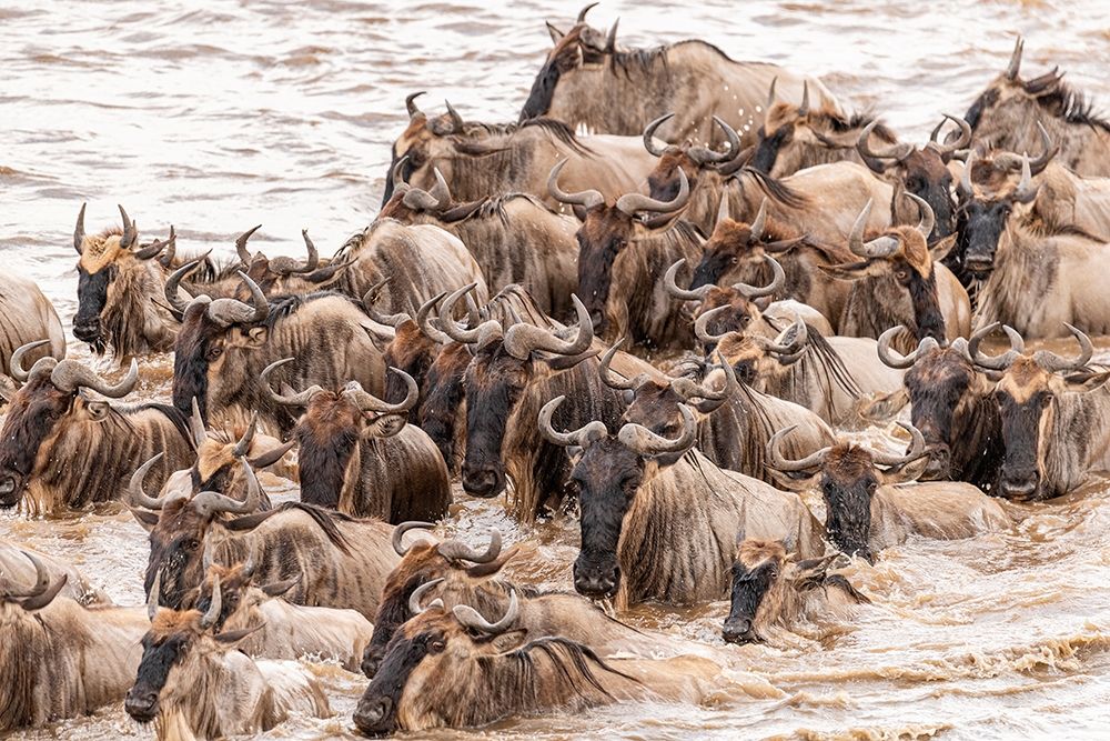 Africa-Tanzania-Serengeti National Park Wildebeests crossing Mara River  art print by Jaynes Gallery for $57.95 CAD