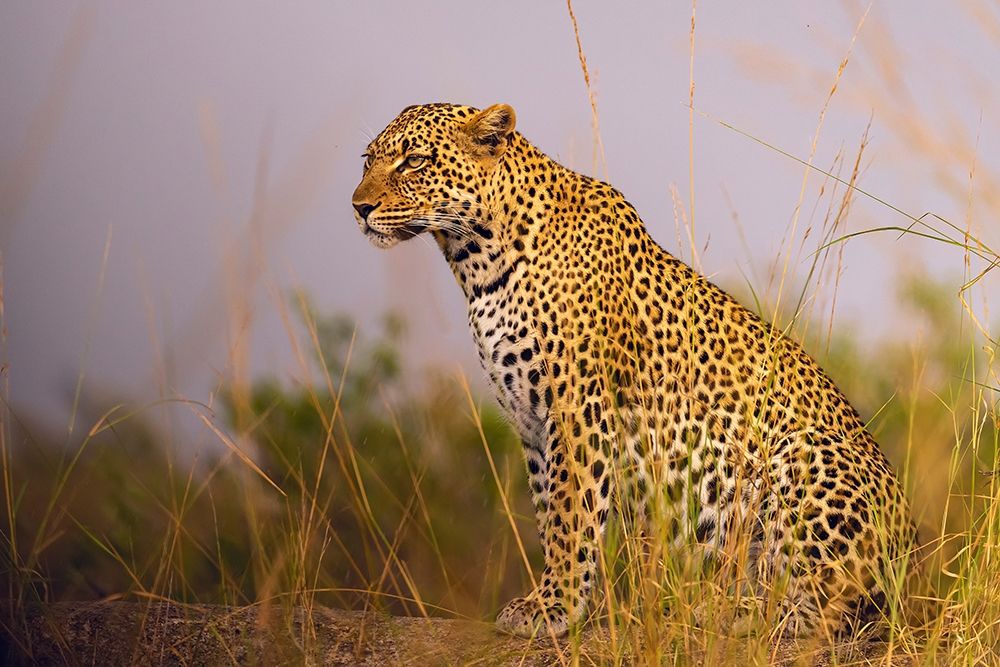 Africa-Tanzania-Serengeti National Park Close-up of leopard resting  art print by Jaynes Gallery for $57.95 CAD