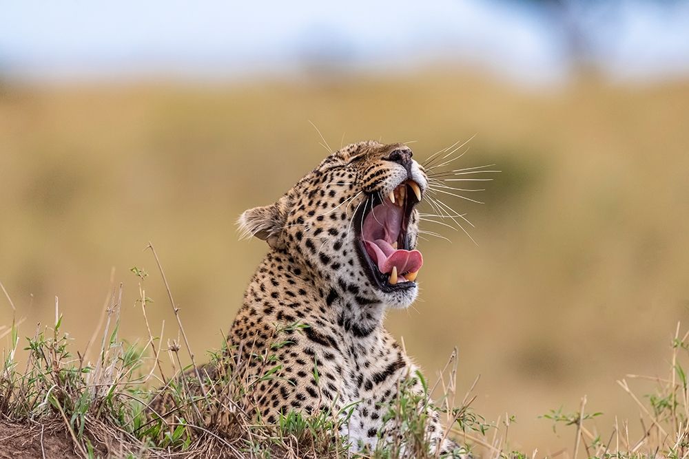 Africa-Tanzania-Serengeti National Park Yawning leopard  art print by Jaynes Gallery for $57.95 CAD