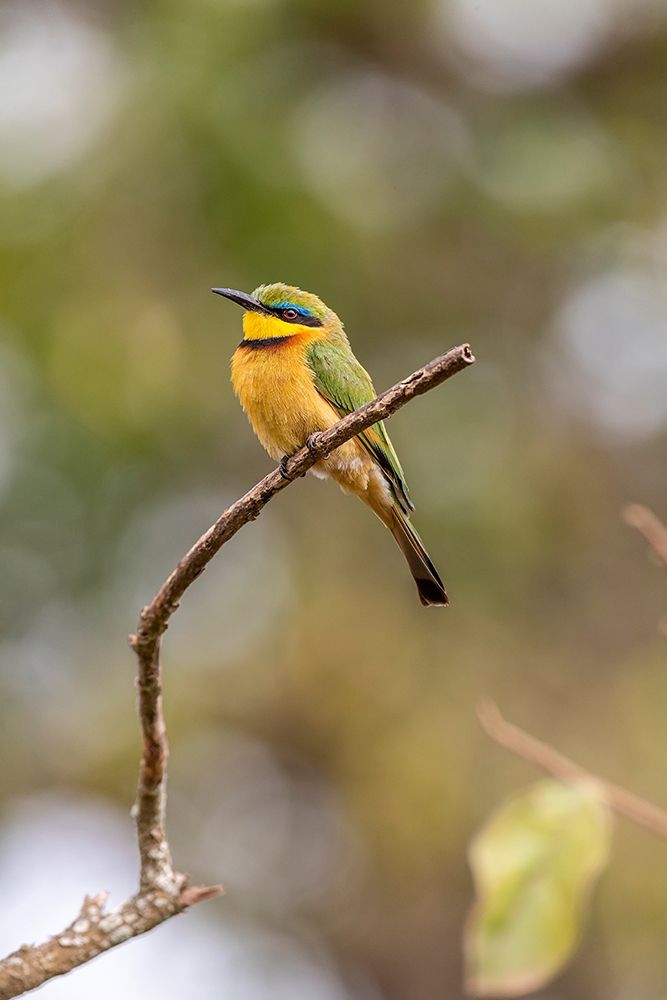 Africa-Tanzania Little bee-eater bird on limb  art print by Jaynes Gallery for $57.95 CAD