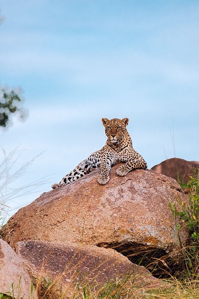 Africa-Tanzania-Serengeti National Park Leopard resting on boulder art print by Jaynes Gallery for $57.95 CAD