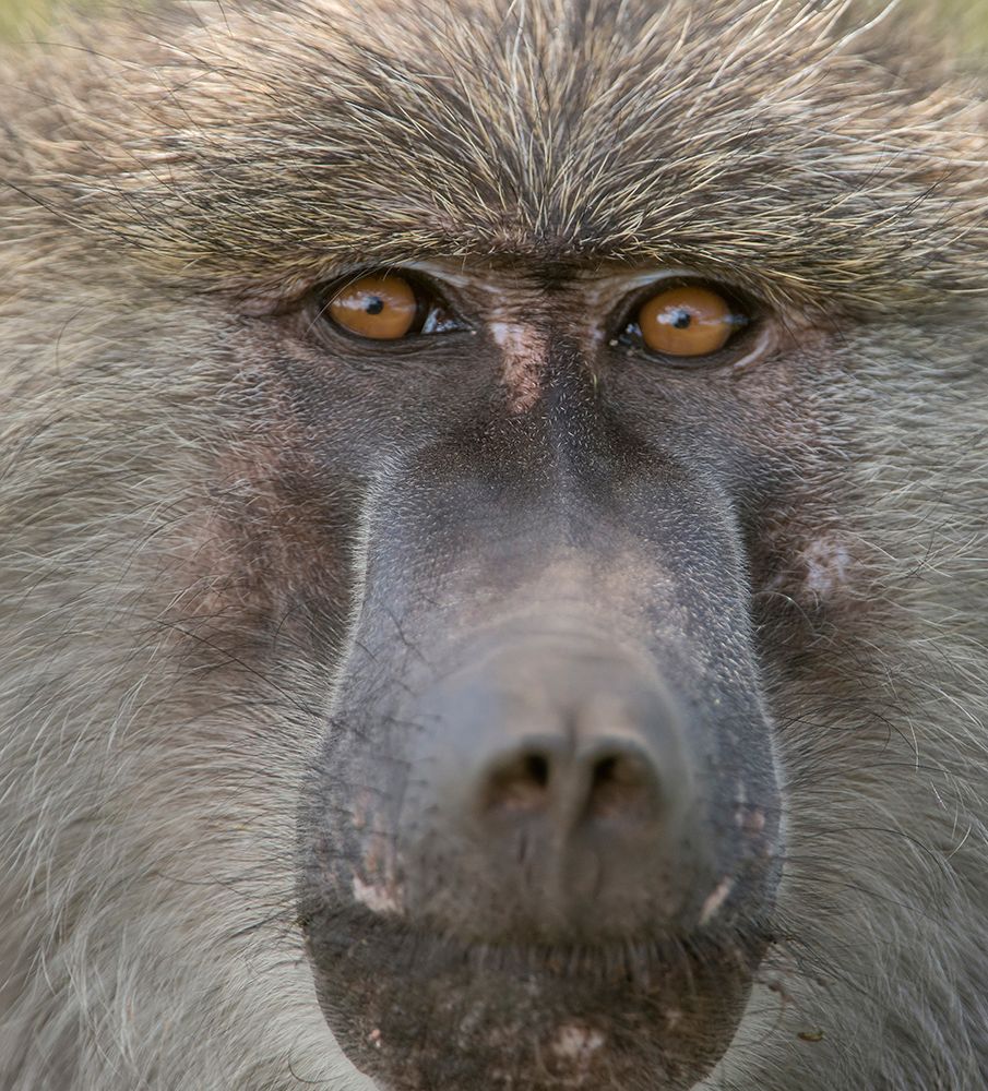 Africa-Tanzania Closeup of male baboon art print by Betty Sederquist for $57.95 CAD
