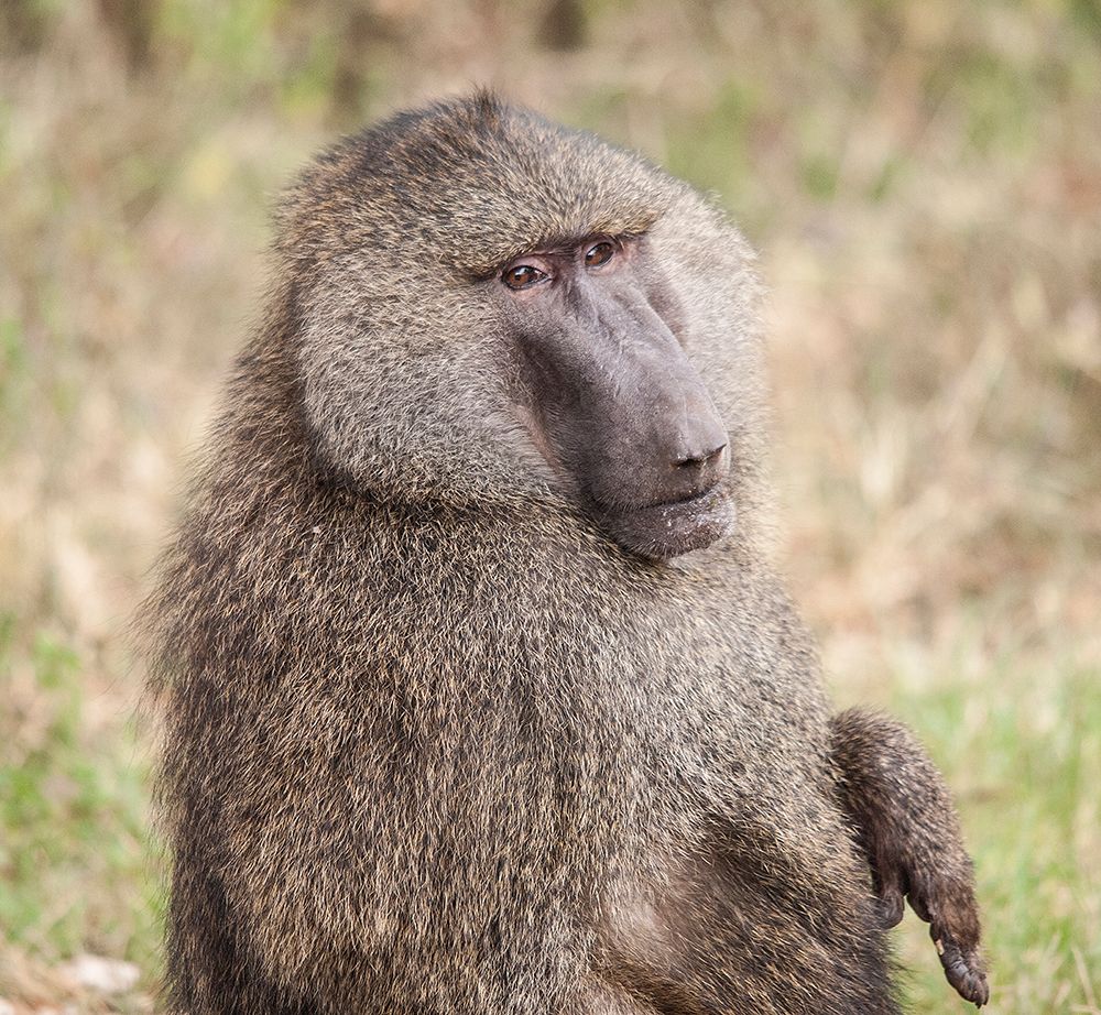 Africa-Tanzania A baboon face shows wisdom and personality on the African savannah art print by Betty Sederquist for $57.95 CAD