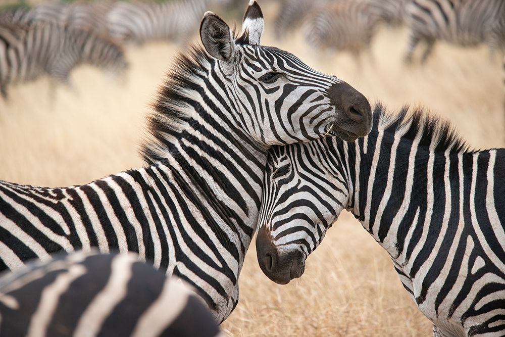 Africa-Tanzania Loving zebras nuzzle in the Serengeti art print by Betty Sederquist for $57.95 CAD
