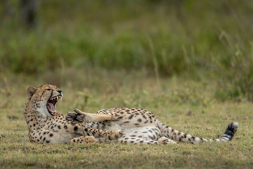 Tanzania-Ngorongoro Conservation Area-Adult Cheetah  art print by Paul Souders for $57.95 CAD