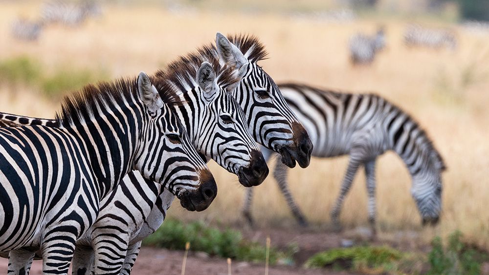 Three plains zebras in a row Seronera-Serengeti National Park-Tanzania art print by Sergio Pitamitz for $57.95 CAD