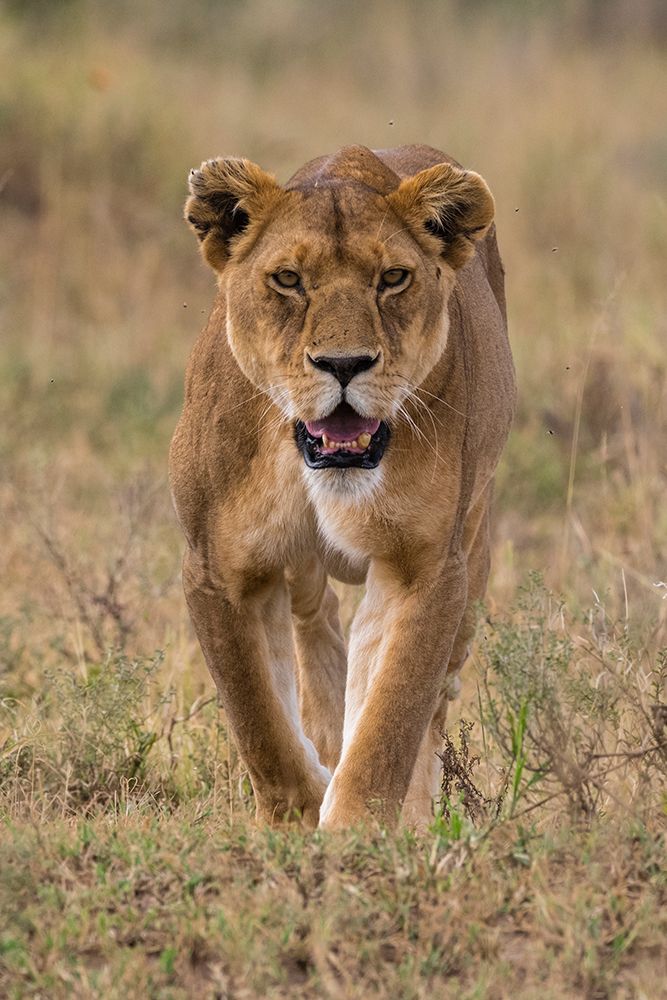 A lioness walking and looking at the camera Seronera-Serengeti National Park-Tanzania art print by Sergio Pitamitz for $57.95 CAD