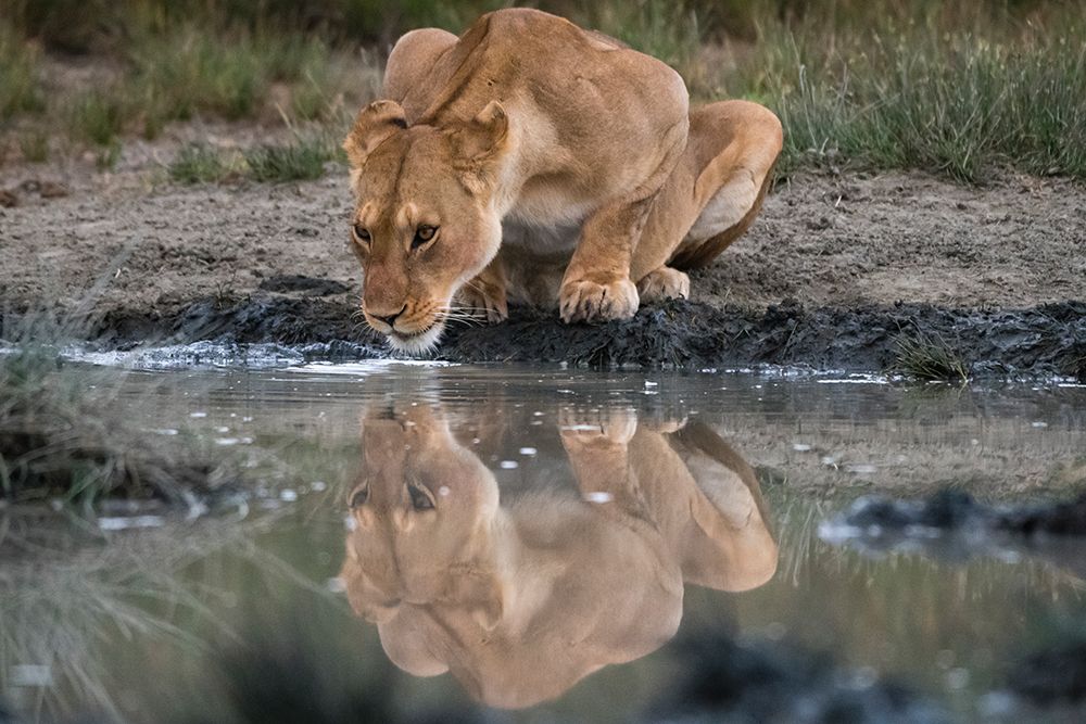 Reflection of a lioness drinking at a watering hole Ndutu-Ngorongoro Conservation Area-Tanzania art print by Sergio Pitamitz for $57.95 CAD