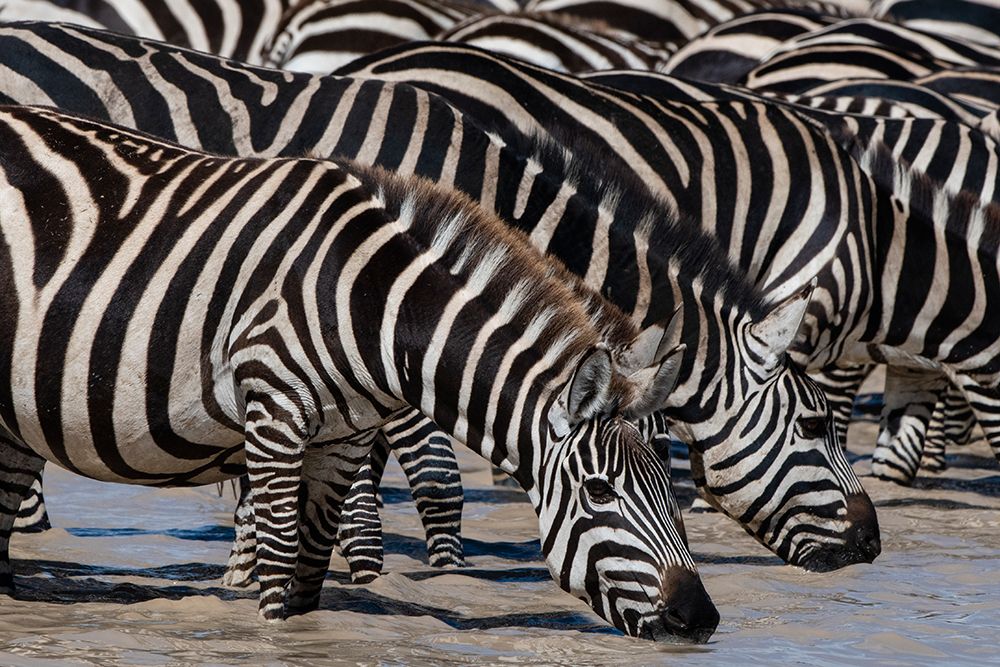 A herd of Burchells Zebras drinking at Hidden Valley lake Ndutu-Tanzania art print by Sergio Pitamitz for $57.95 CAD