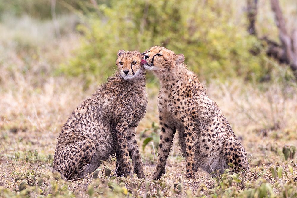 Cheetah cubs bonding-Serengeti National Park-Tanzania-Africa art print by Tom Norring for $57.95 CAD