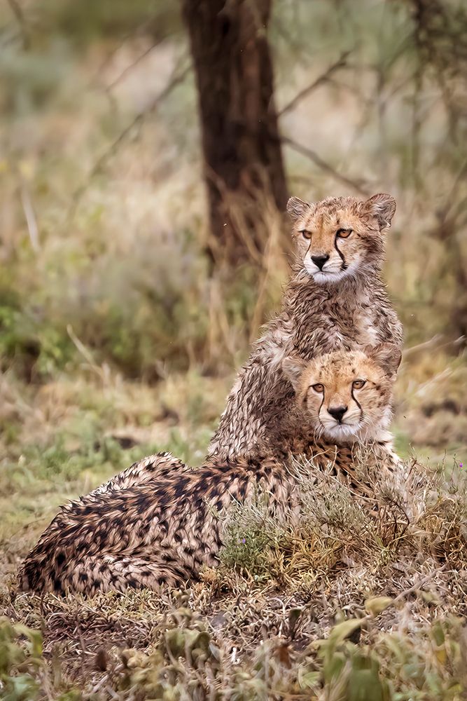 Cheetah cubs-Serengeti National Park-Tanzania-Africa art print by Tom Norring for $57.95 CAD