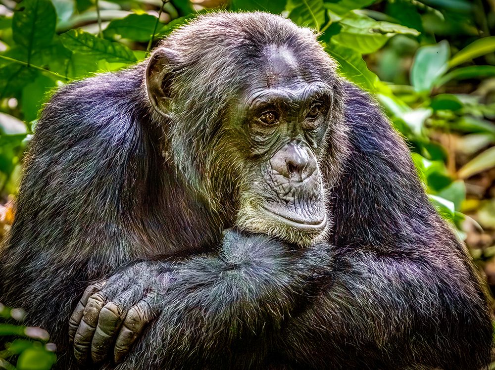 Bwindi Forest, Uganda. Close-up common chimpanzee in the tropical rainforest. art print by Murray McCallum for $57.95 CAD