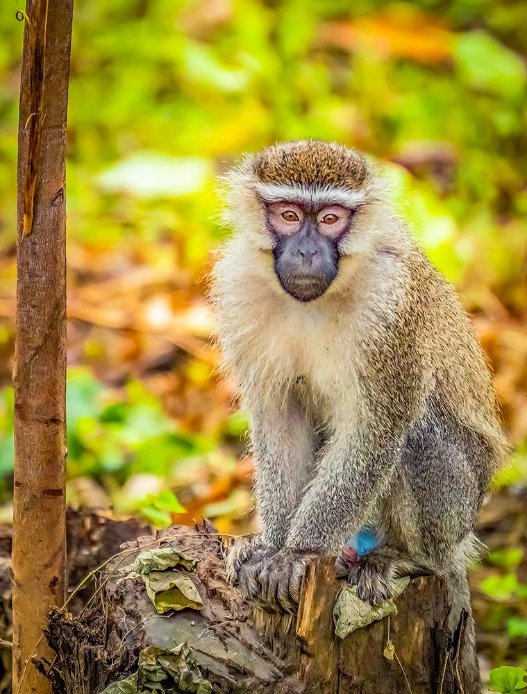Bwindi Forest, Uganda. colorful vervet monkey in the tropical forest. art print by Murray McCallum for $57.95 CAD