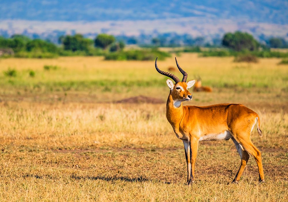 savannah, Uganda, male impala on the savannah in the early morning light. art print by Murray McCallum for $57.95 CAD