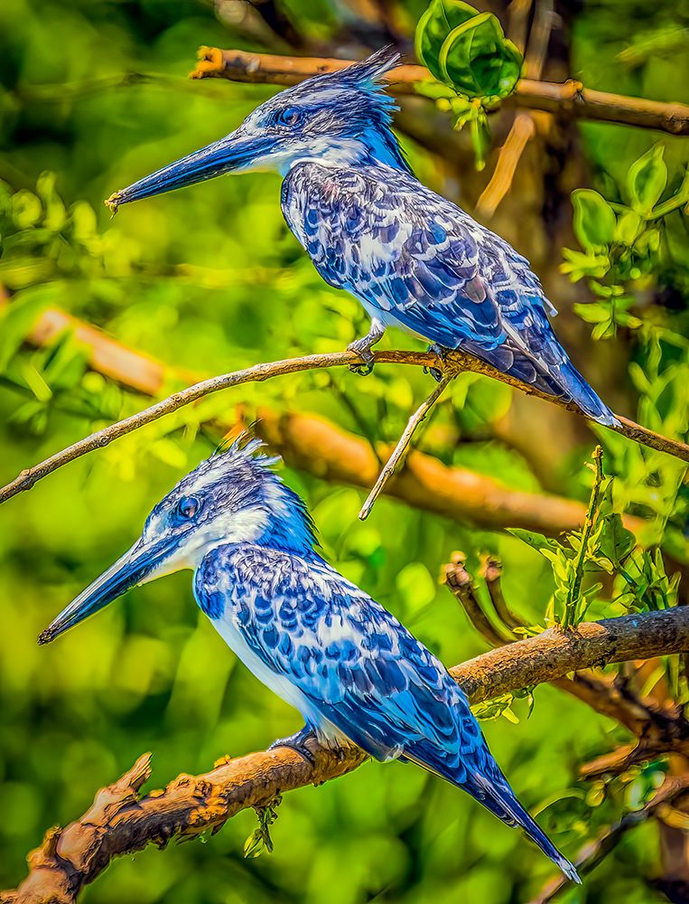 Lake Albert, Uganda. two belted kingfishers in a tree next to the lake hunting for fish. art print by Murray McCallum for $57.95 CAD