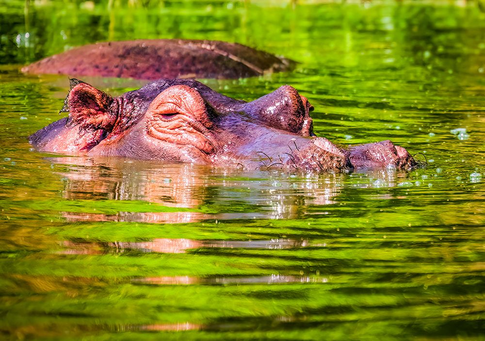 Lake Albert, Uganda. Close-up hippopotamus inspecting the area around the lake. art print by Murray McCallum for $57.95 CAD