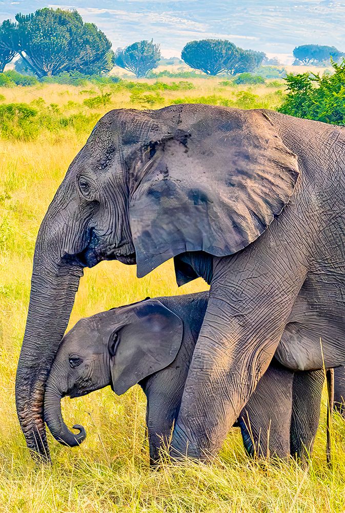 Queen Elizabeth National Park, Uganda. Baby African bush elephant nuzzling against mothers trunk. art print by Murray McCallum for $57.95 CAD