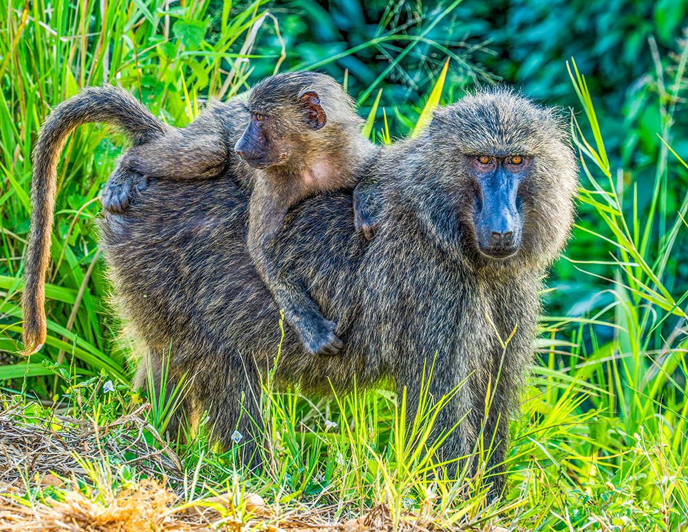 Queen Elizabeth National Park, Uganda. mother baboon with baby on her back getting a ride. art print by Murray McCallum for $57.95 CAD