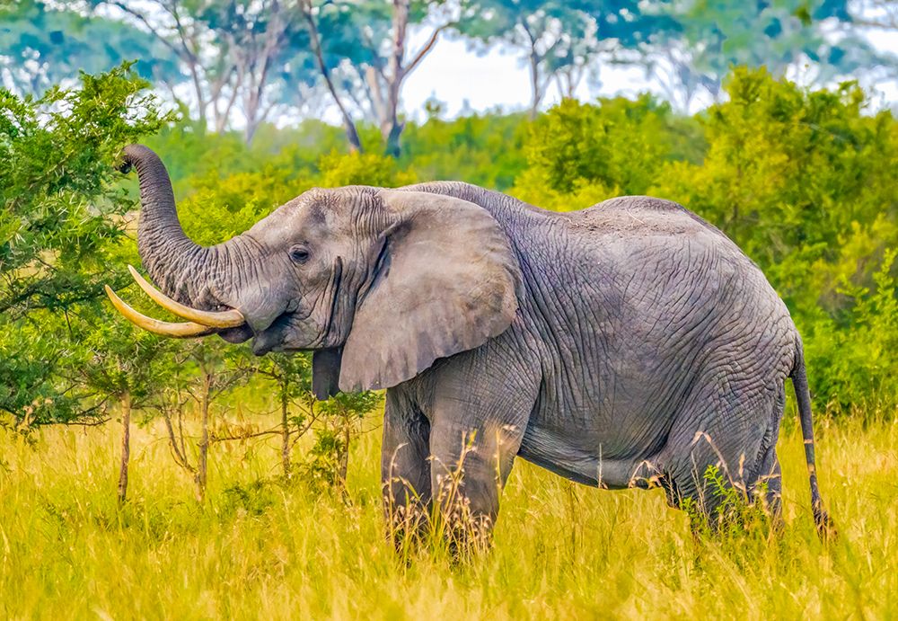 Queen Elizabeth National Park, Uganda. large male African bush elephant feeding in the park. art print by Murray McCallum for $57.95 CAD