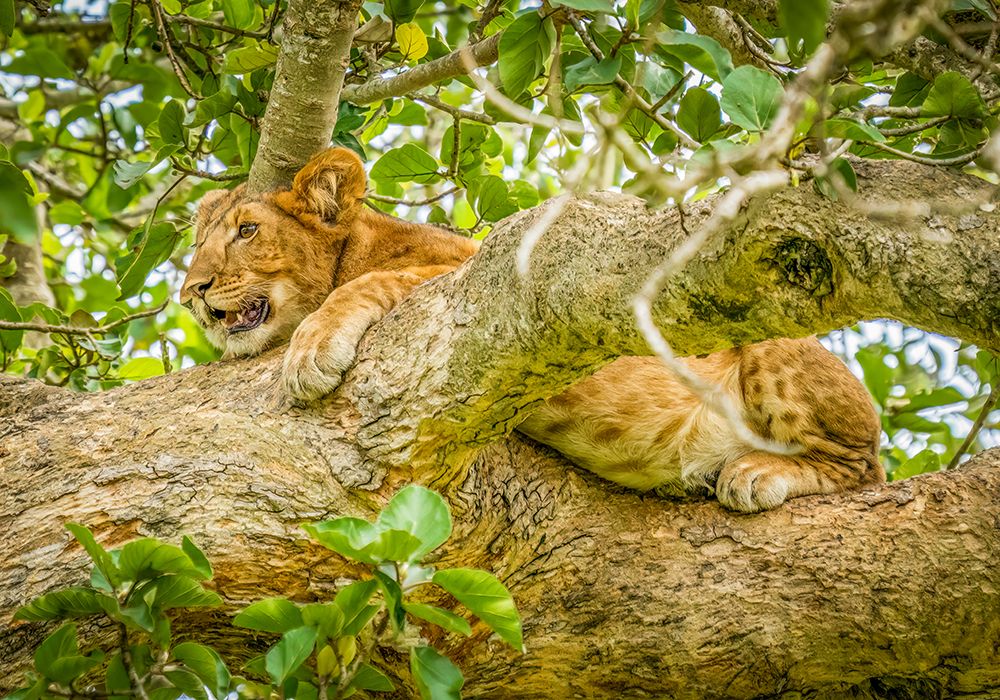 Queen Elizabeth National Park, Uganda. Close-up young lion cub resting in the branches of a tree. art print by Murray McCallum for $57.95 CAD