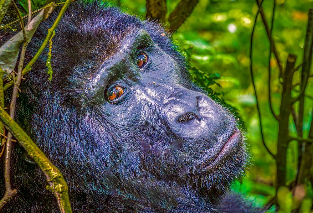 Bwindi Forest, Uganda. Close-up Silverback Mountain Gorilla, alpha male of his clan. art print by Murray McCallum for $57.95 CAD