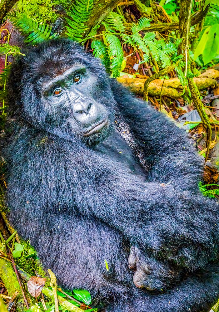 Bwindi Forest, Uganda. Silverback alpha male, leader of group of endangered Mountain Gorillas. art print by Murray McCallum for $57.95 CAD