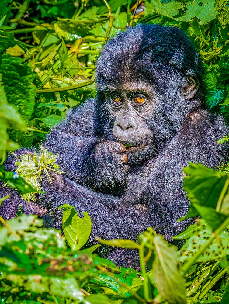Bwindi Forest, Uganda. Close-up young, endangered Mountain Gorilla. art print by Murray McCallum for $57.95 CAD
