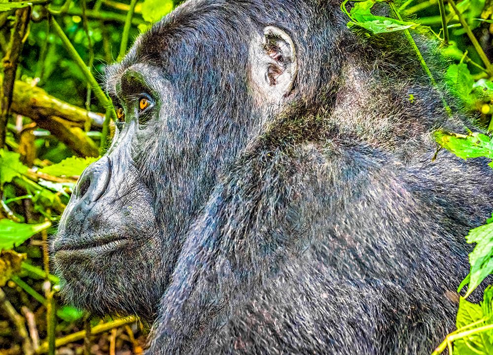 Bwindi Forest, Uganda. Silverback alpha male, leader of group of endangered Mountain Gorillas. art print by Murray McCallum for $57.95 CAD
