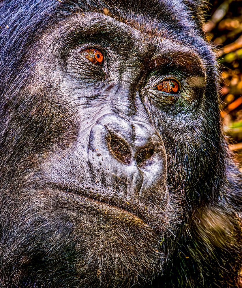 Bwindi Forest, Uganda. Close-up Silverback Mountain Gorilla, alpha male of his clan. art print by Murray McCallum for $57.95 CAD