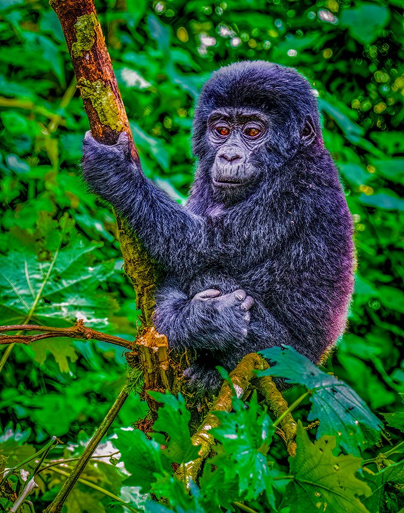 Bwindi Forest, Uganda. baby Mountain Gorilla playing in tropical rainforest. art print by Murray McCallum for $57.95 CAD