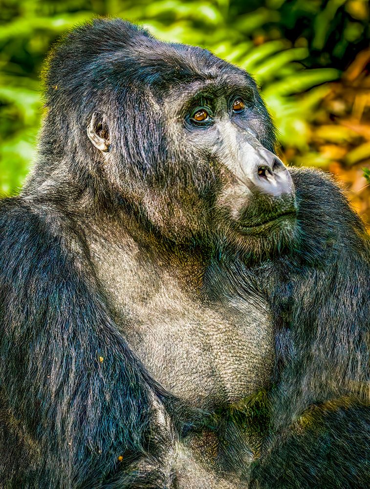 Bwindi Forest, Uganda. Close-up Silverback Mountain Gorilla, alpha male of his clan. art print by Murray McCallum for $57.95 CAD