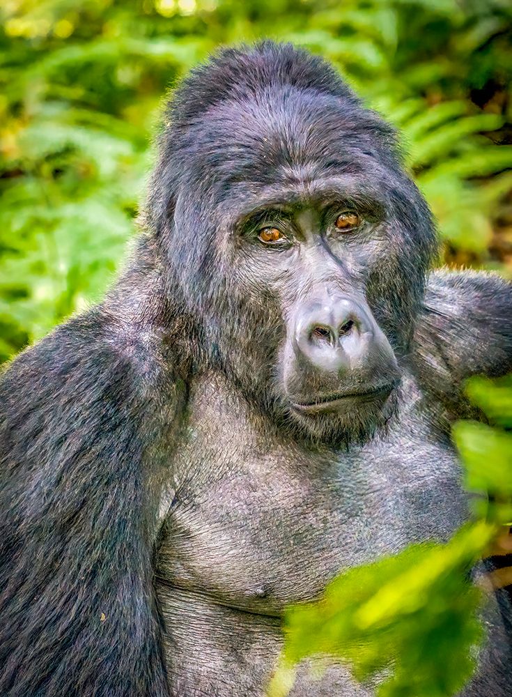 Bwindi Forest, Uganda. the Silverback, alpha male leader of group of endangered Mountain Gorillas. art print by Murray McCallum for $57.95 CAD