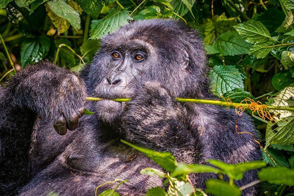 Bwindi Forest, Uganda. the Silverback, alpha male leader of group of endangered Mountain Gorillas. art print by Murray McCallum for $57.95 CAD