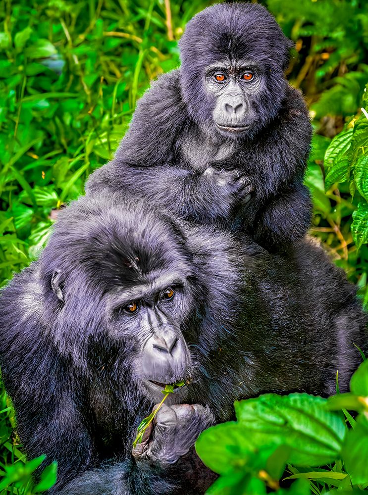 Bwindi Forest, Uganda. mother and baby Mountain Gorillas foraging in the tropical rainforest. art print by Murray McCallum for $57.95 CAD