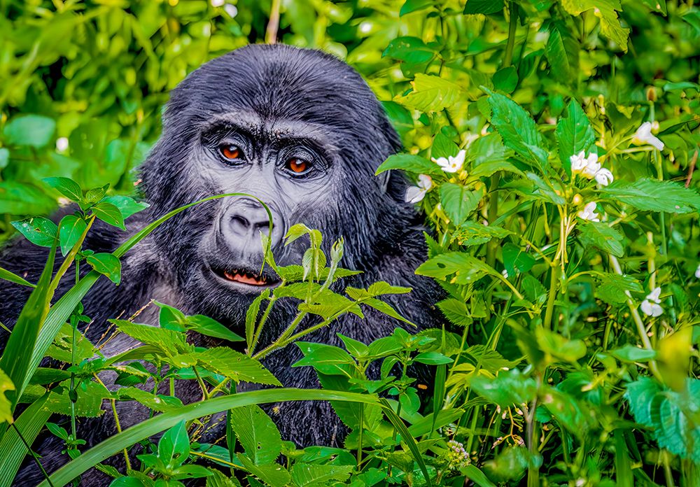 Bwindi Forest, Uganda. Close-up juvenile male Mountain Gorilla in the tropical rainforest. art print by Murray McCallum for $57.95 CAD