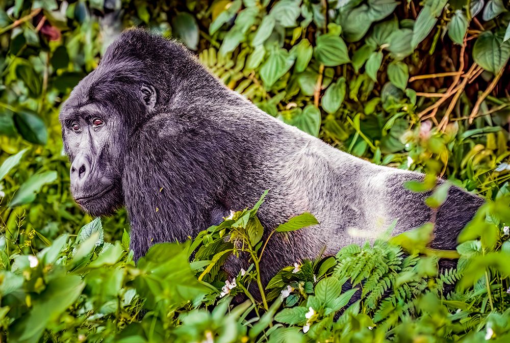Bwindi Forest, Uganda. Silverback Mountain Gorilla, alpha male of his clan. art print by Murray McCallum for $57.95 CAD