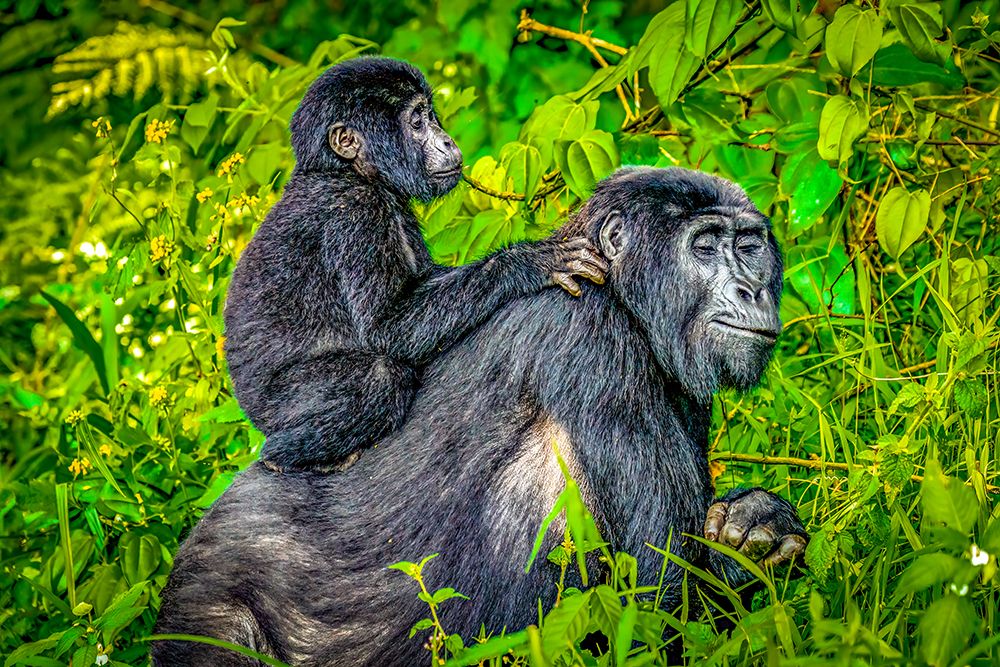 Bwindi Forest, Uganda. Mother and baby endangered Mountain Gorillas. art print by Murray McCallum for $57.95 CAD