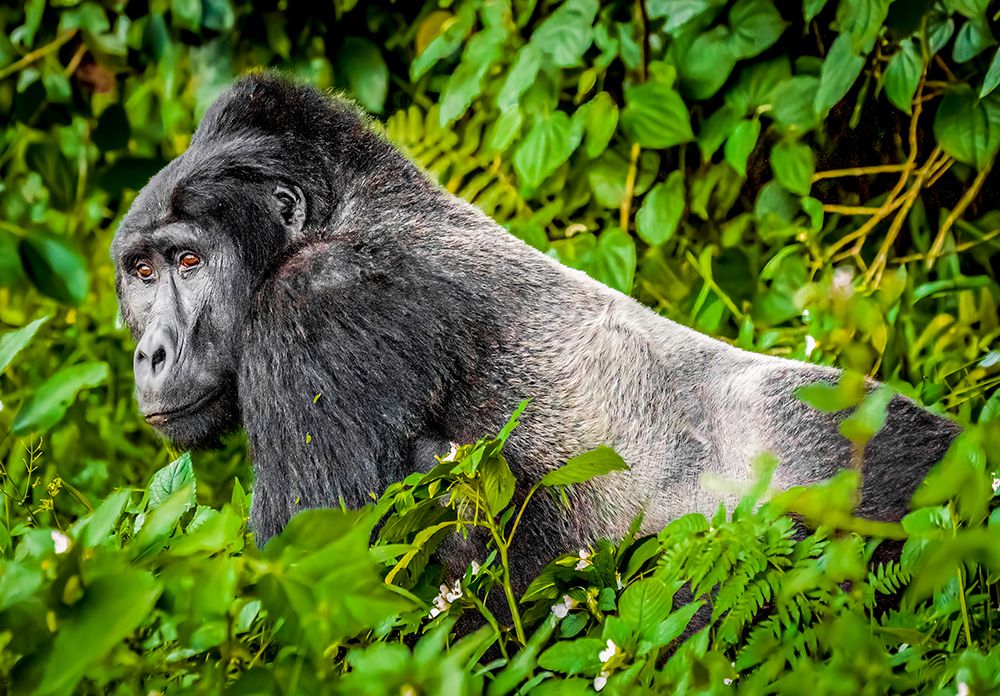 Bwindi Forest, Uganda. the Silverback, alpha male leader of group of endangered Mountain Gorillas. art print by Murray McCallum for $57.95 CAD